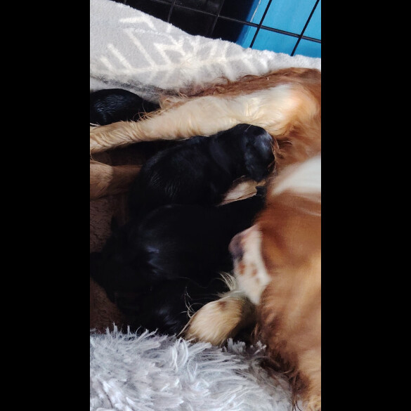 Cavalier King Charles Spaniel