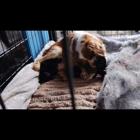 Cavalier King Charles Spaniel