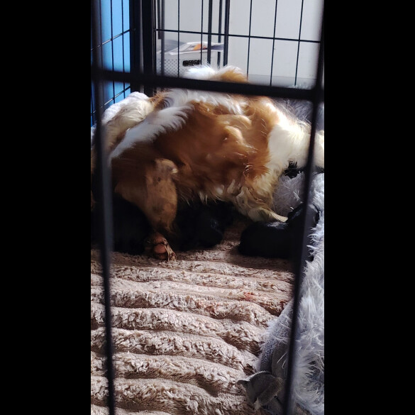 Cavalier King Charles Spaniel