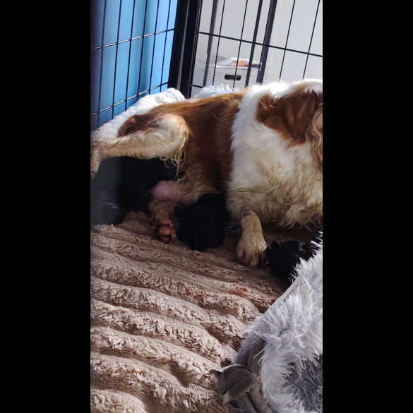 Cavalier King Charles Spaniel