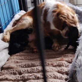 Cavalier King Charles Spaniel