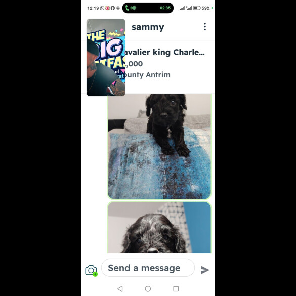 Cavalier King Charles Spaniel