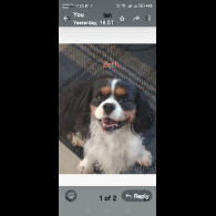 Cavalier King Charles Spaniel