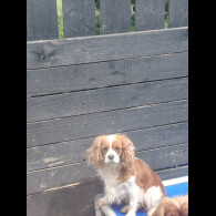 Cavalier King Charles Spaniel