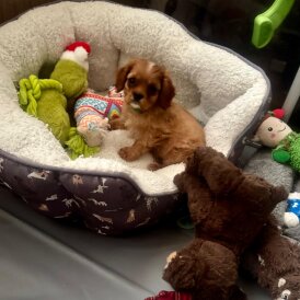Cavalier King Charles Spaniel
