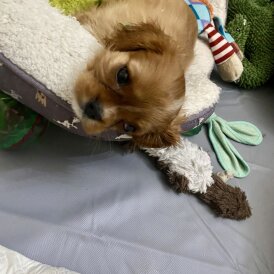 Cavalier King Charles Spaniel