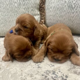 Cavalier King Charles Spaniel