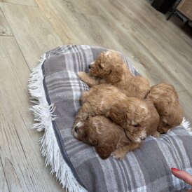 Cavapoo