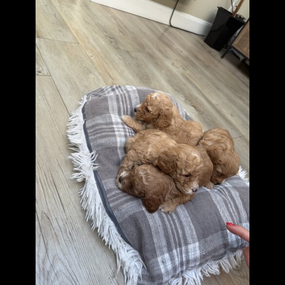 Cavapoo