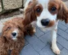 Cavapoo
