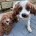 Cavapoo