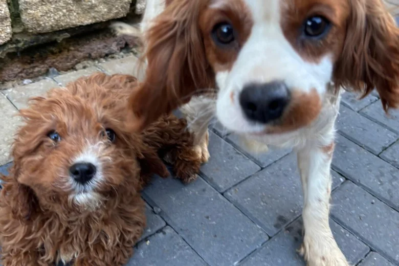 Cavapoo