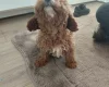 Cavapoo