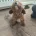 Cavapoo