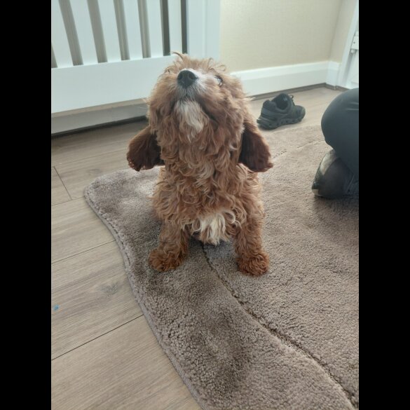 Cavapoo