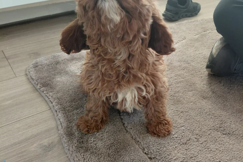 Cavapoo