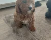 Cavapoo