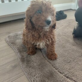 Cavapoo