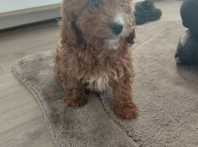 Cavapoo