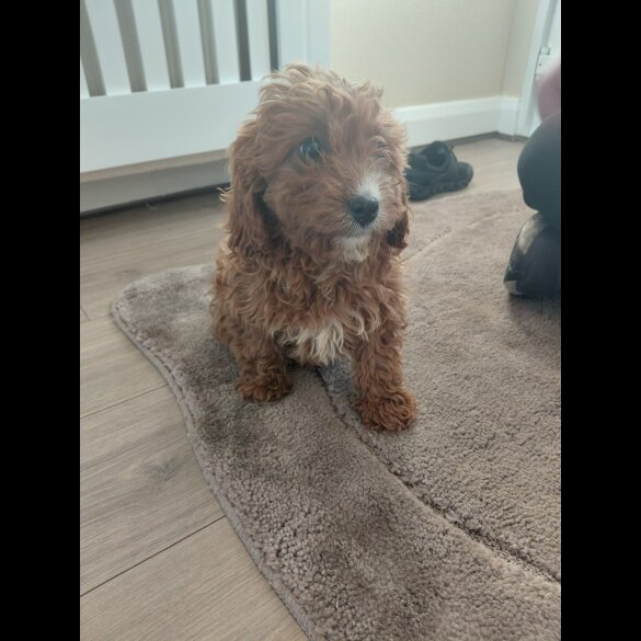 Cavapoo