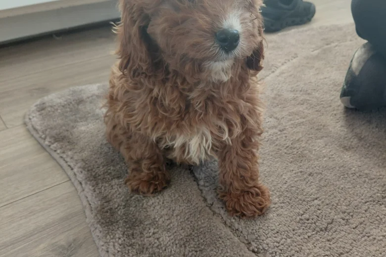 Cavapoo