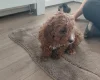 Cavapoo
