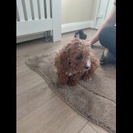 Cavapoo