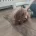 Cavapoo