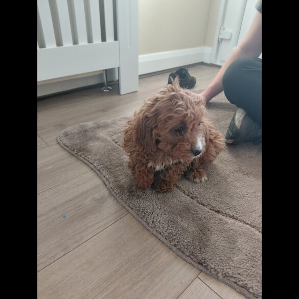 Cavapoo