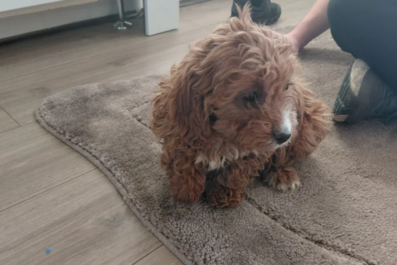 Cavapoo