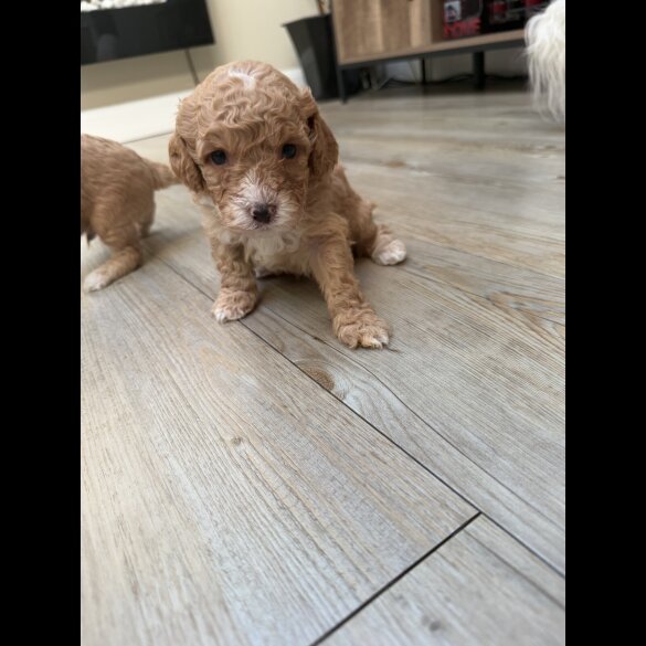 Cavapoo