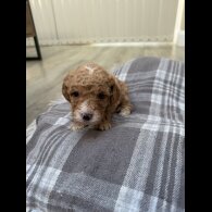 Cavapoo