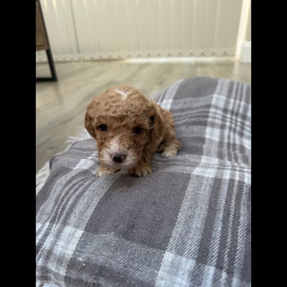 Cavapoo