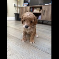 Cavapoo