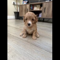 Cavapoo