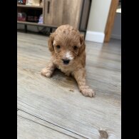Cavapoo