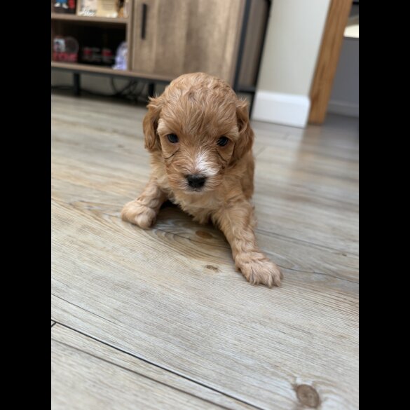 Cavapoo