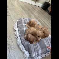 Cavapoo