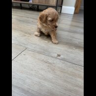 Cavapoo