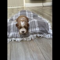 Cavapoo