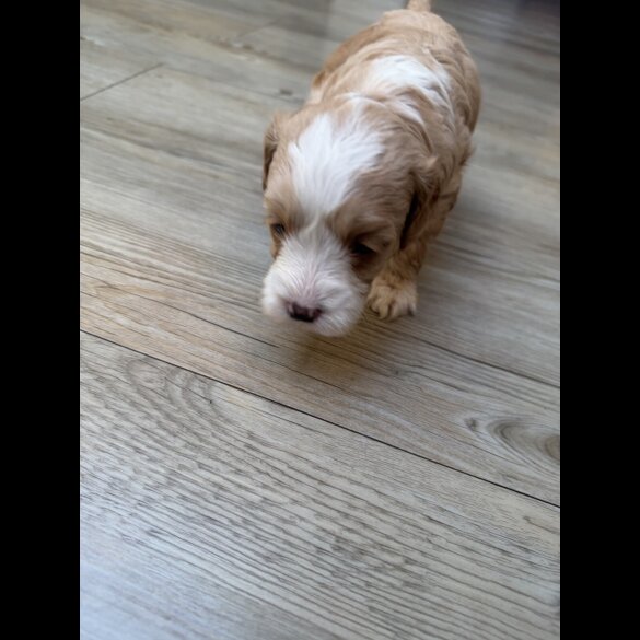 Cavapoo