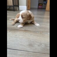 Cavapoo
