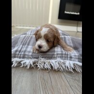 Cavapoo