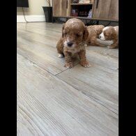 Cavapoo