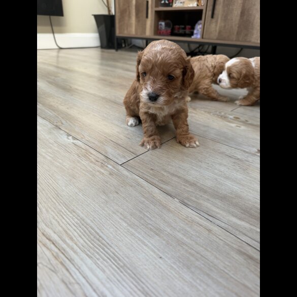 Cavapoo