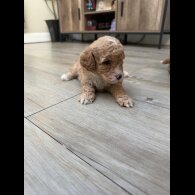 Cavapoo