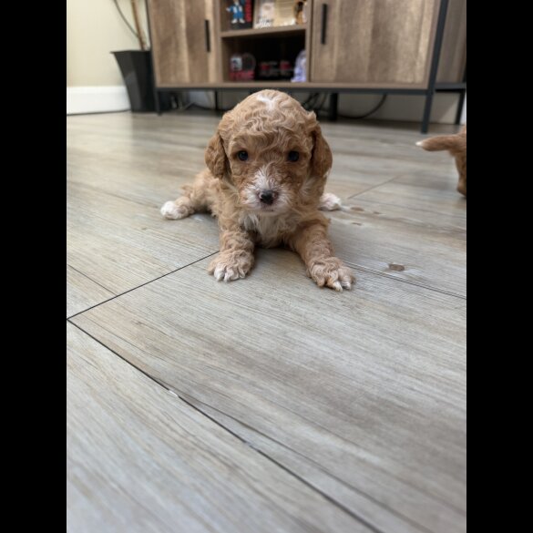 Cavapoo