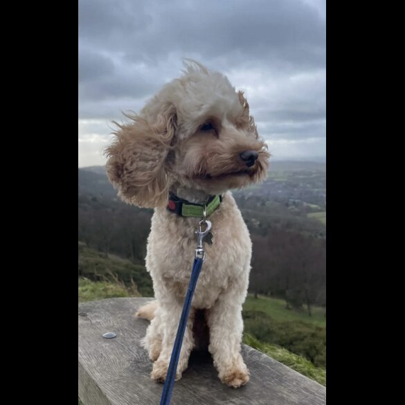 Cavapoo