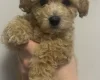 Cavapoo
