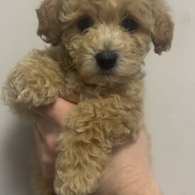 Cavapoo